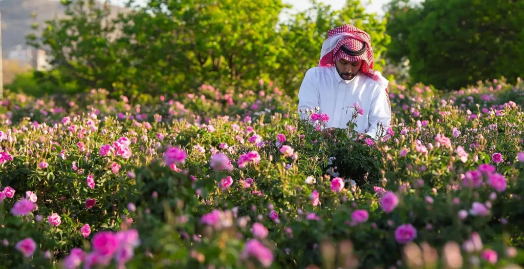 موسم حصاد الورد الطائفي