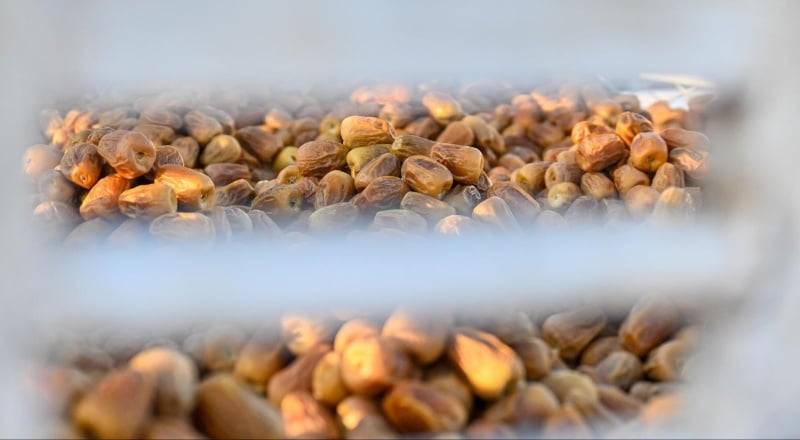 موسم التمور بالربوة