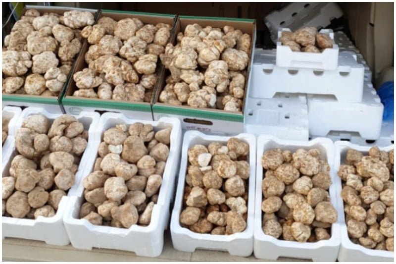 Desert truffles