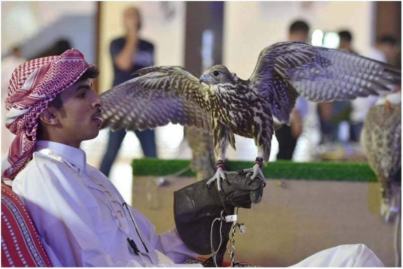 falconry exhibition