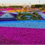 Be dazzled by colourful flowers at the Yanbu Flower Festival 2024