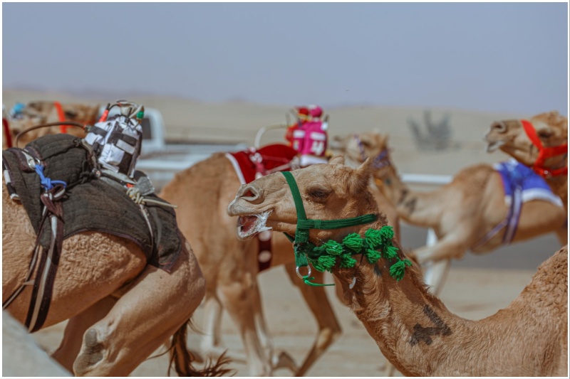 AlUla Camel Cup