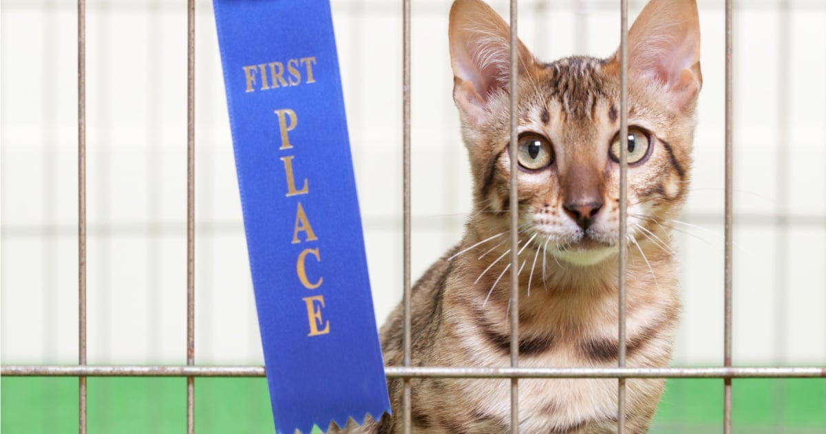 Meow you’re talking: The Cat Show is coming back to Riyadh