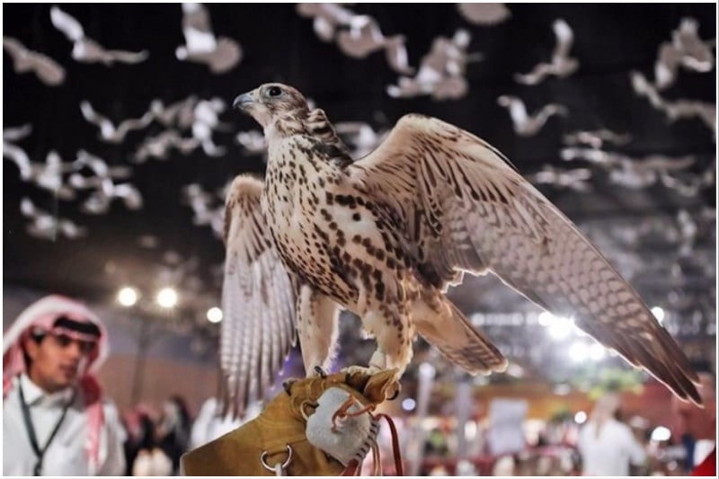 International Saudi Falcons and Hunting Exhibition