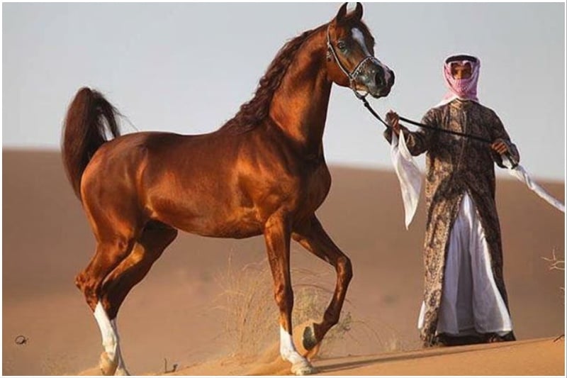 Arabian horses