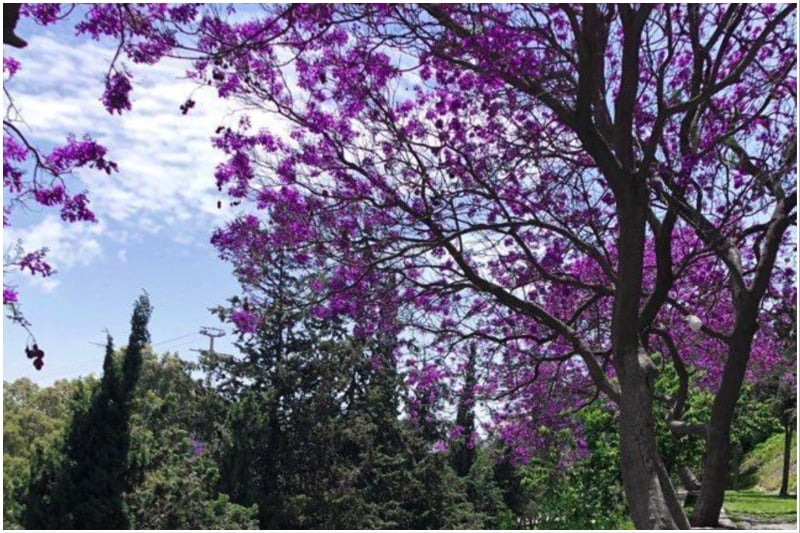 Jacaranda season in Abha
