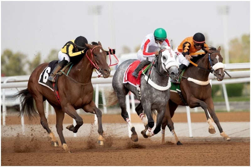 Taif horse racing season