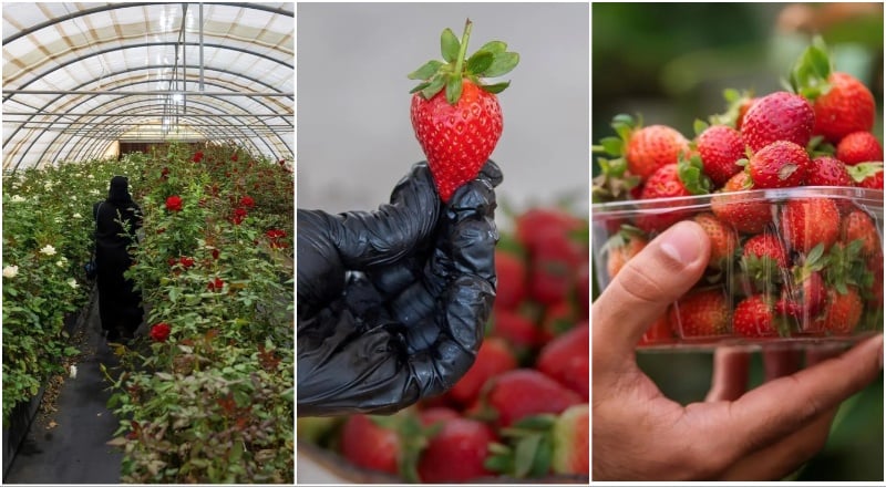 Strawberry Farms in Al-Ammariyah district