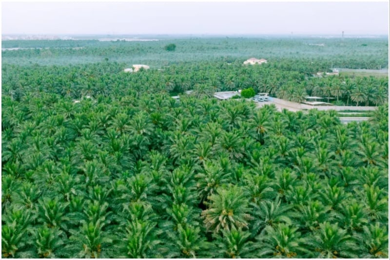 Al Ahsa largest oasis