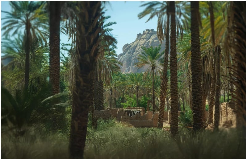 Oasis Summer Farms AlUla