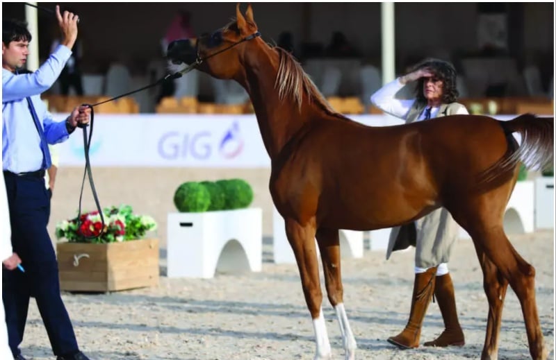 The Arabian Horse Show For Local Breeders