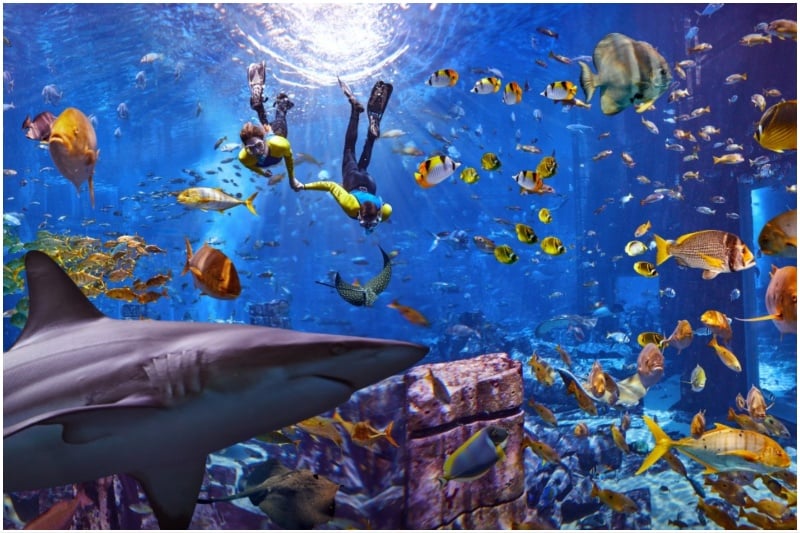 Lost Chambers Aquarium