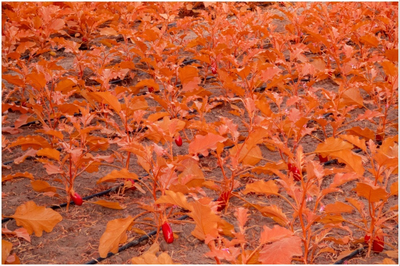 The Holy Wadi, Ayman Zedani, Arduna, 2025