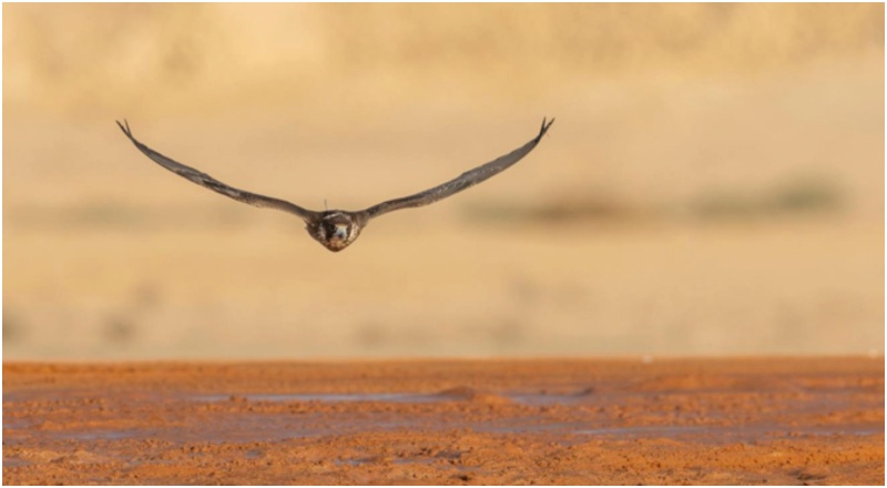 King Abdulaziz Falconry Festival