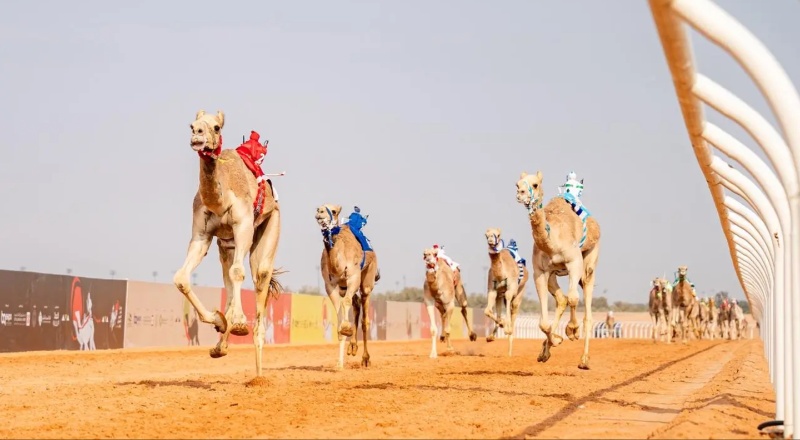Custodian of the Two Holy Mosques Camel Festival 2026