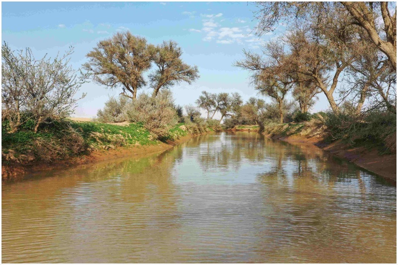King Abdulaziz Royal Reserve