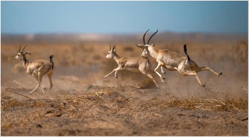 King Salman bin Abdulaziz Royal Reserve