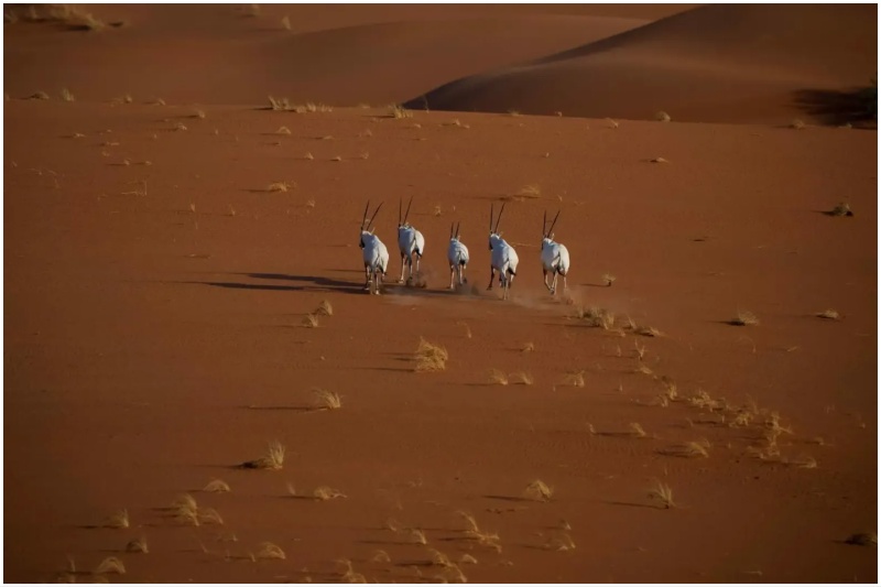 ‘Uruq Bani Ma’arid Reserve